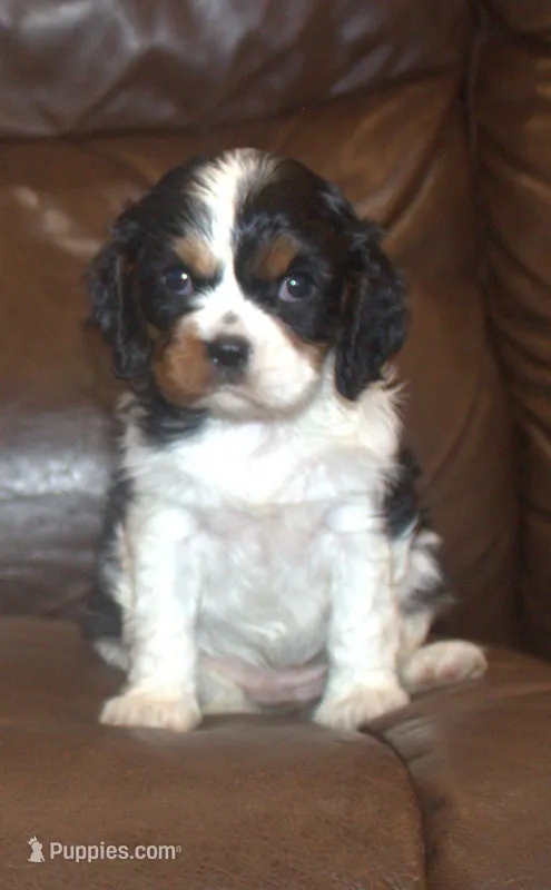 AKC Prissy – Cavalier King Charles Spaniel puppy for sale in Clay Springs, AZ
