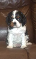 AKC Prissy, a female Cavalier King Charles Spaniel for sale in Clay Springs, AZ – 1 of 5