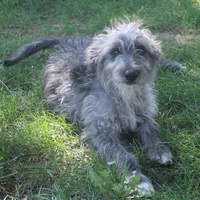 Romeo, a male Bordoodle for sale in Clay Springs, AZ – 2 of 4