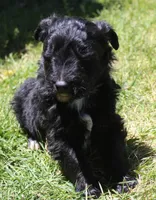 Tess, a female Bordoodle for sale in Clay Springs, AZ – 5 of 5