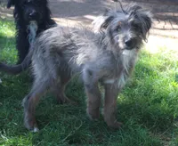 Missy, a female Bordoodle for sale in Clay Springs, AZ – 5 of 6