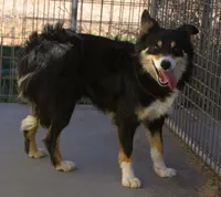 Rex, a male Border Collie for sale in Clay Springs, AZ – 5 of 6