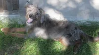 Missy, a female Bordoodle for sale in Clay Springs, AZ – 6 of 6