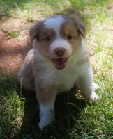 Libby, a female Border Collie for sale in Clay Springs, AZ – 7 of 7