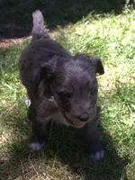 Romeo, a male Bordoodle for sale in Clay Springs, AZ – 4 of 5
