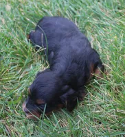 Lexxy, a female Cavapoo for sale in Clay Springs, AZ – 3 of 3