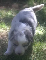 Rex, a male Border Collie for sale in Clay Springs, AZ – 3 of 8