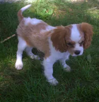 AKC Ruger, a male Cavalier King Charles Spaniel for sale in Clay Springs, AZ – 7 of 7