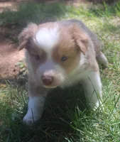 Libby, a female Border Collie for sale in Clay Springs, AZ – 2 of 7