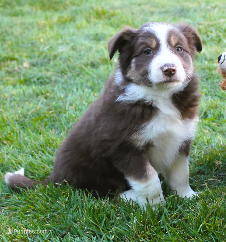 Rex – Border Collie puppy for sale in Clay Springs, AZ