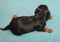 AKC Rocky, a male Cavalier King Charles Spaniel for sale in Clay Springs, AZ – 3 of 4