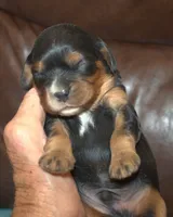 AKC Rocky, a male Cavalier King Charles Spaniel for sale in Clay Springs, AZ – 1 of 4