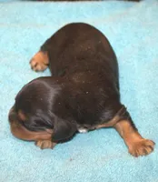 AKC Rocky, a male Cavalier King Charles Spaniel for sale in Clay Springs, AZ – 4 of 4