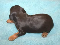AKC Rocky, a male Cavalier King Charles Spaniel for sale in Clay Springs, AZ – 2 of 4