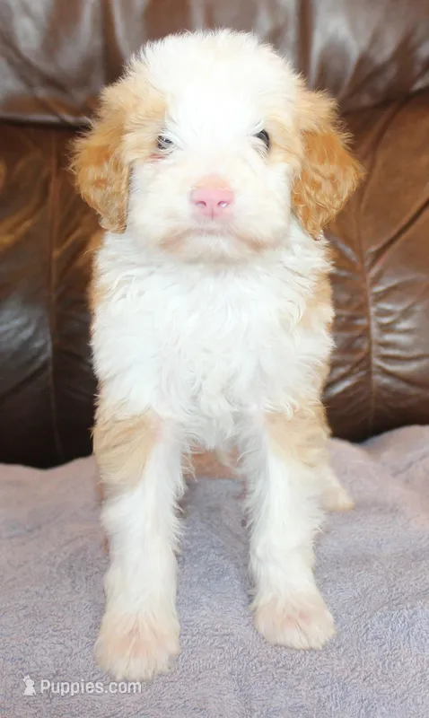 Jake – Irish Doodle puppy for sale in Clay Springs, AZ