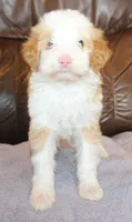 Jake, a male Irish Doodle for sale in Clay Springs, AZ – Photo 1 of 4
