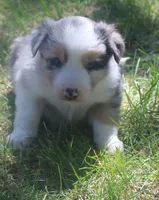 Rex, a male Border Collie for sale in Clay Springs, AZ – 2 of 8
