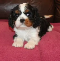 Angel, a female Cavalier King Charles Spaniel for sale in Clay Springs, AZ – Photo 2 of 9