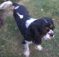 Angel, a female Cavalier King Charles Spaniel for sale in Clay Springs, AZ – Photo 8 of 9