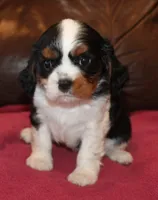 Angel, a female Cavalier King Charles Spaniel for sale in Clay Springs, AZ – Photo 7 of 9