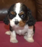 Angel, a female Cavalier King Charles Spaniel for sale in Clay Springs, AZ – Photo 5 of 9