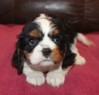 Angel, a female Cavalier King Charles Spaniel for sale in Clay Springs, AZ – Photo 3 of 9