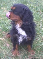 Angel, a female Cavalier King Charles Spaniel for sale in Clay Springs, AZ – Photo 9 of 9