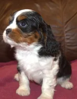 Angel, a female Cavalier King Charles Spaniel for sale in Clay Springs, AZ – Photo 6 of 9