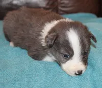 cougar, a male Border Collie for sale in Clay Springs, AZ – Photo 4 of 5