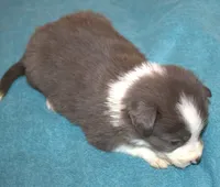 cougar, a male Border Collie for sale in Clay Springs, AZ – Photo 5 of 5