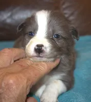 cougar, a male Border Collie for sale in Clay Springs, AZ – Photo 3 of 5