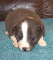 cougar, a male Border Collie for sale in Clay Springs, AZ – Photo 2 of 5