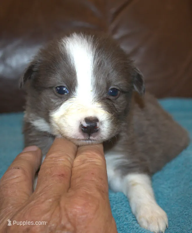 cougar – Border Collie puppy for sale in Clay Springs, AZ