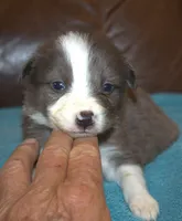 cougar, a male Border Collie for sale in Clay Springs, AZ – Photo 1 of 5