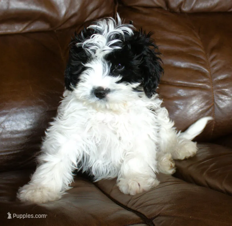 Koda – Cavapoo puppy for sale in Clay Springs, AZ
