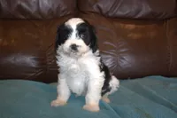 Koda, a male Cavapoo for sale in Clay Springs, AZ – Photo 3 of 5