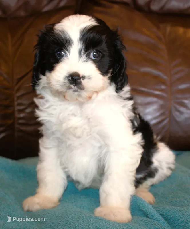 Koda – Cavapoo puppy for sale in Clay Springs, AZ