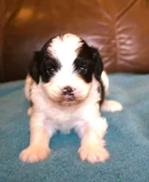 Koda, a male Cavapoo for sale in Clay Springs, AZ – Photo 5 of 6