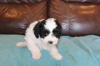 Koda, a male Cavapoo for sale in Clay Springs, AZ – Photo 5 of 5