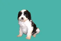 Koda, a male Cavapoo for sale in Clay Springs, AZ – Photo 4 of 5