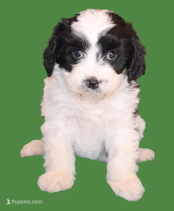 Koda – Cavapoo puppy for sale in Clay Springs, AZ