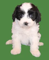 Koda, a male Cavapoo for sale in Clay Springs, AZ – Photo 2 of 5