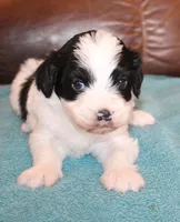 Koda, a male Cavapoo for sale in Clay Springs, AZ – Photo 4 of 6