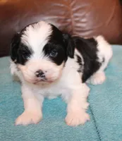 Koda, a male Cavapoo for sale in Clay Springs, AZ – Photo 2 of 6