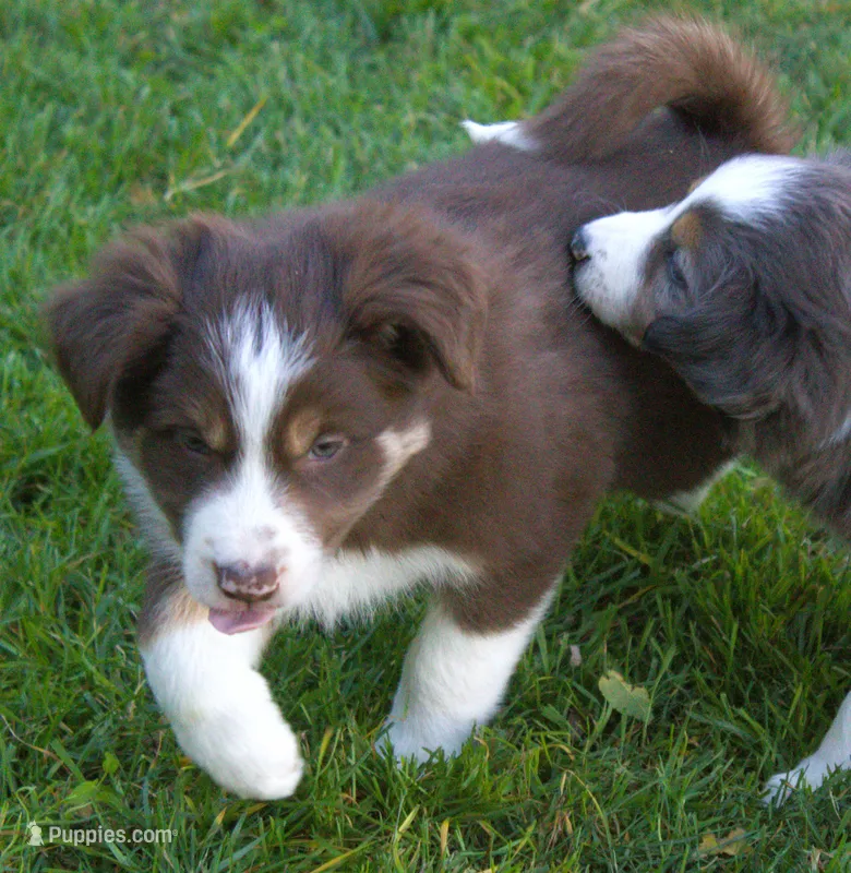 Rex – Border Collie puppy for sale in Clay Springs, AZ