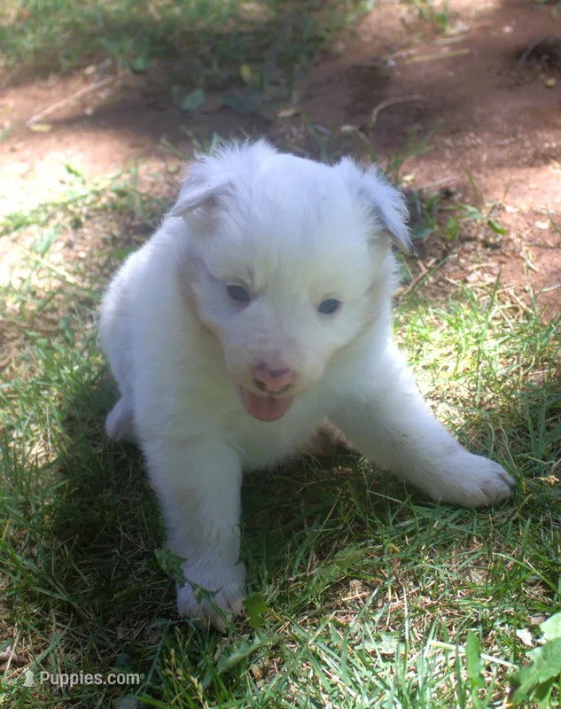 Jake – Border Collie puppy for sale in Clay Springs, AZ