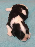 AKC Reggie, a male Cavalier King Charles Spaniel for sale in Clay Springs, AZ – 2 of 4