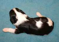 AKC Reggie, a male Cavalier King Charles Spaniel for sale in Clay Springs, AZ – 3 of 4