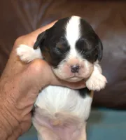 AKC Reggie, a male Cavalier King Charles Spaniel for sale in Clay Springs, AZ – 1 of 4