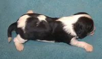 AKC Reggie, a male Cavalier King Charles Spaniel for sale in Clay Springs, AZ – 4 of 4